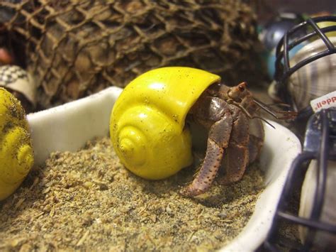 freshwater hermit crabs for sale
